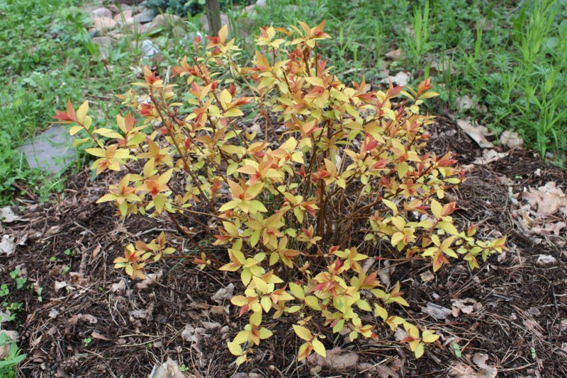 Spiraea japonica Goldflame