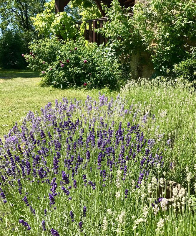 Лаванда Hidcote