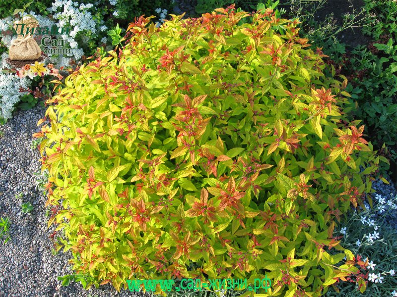 Спирея японская (Spiraea japonica `Golden Princess`)