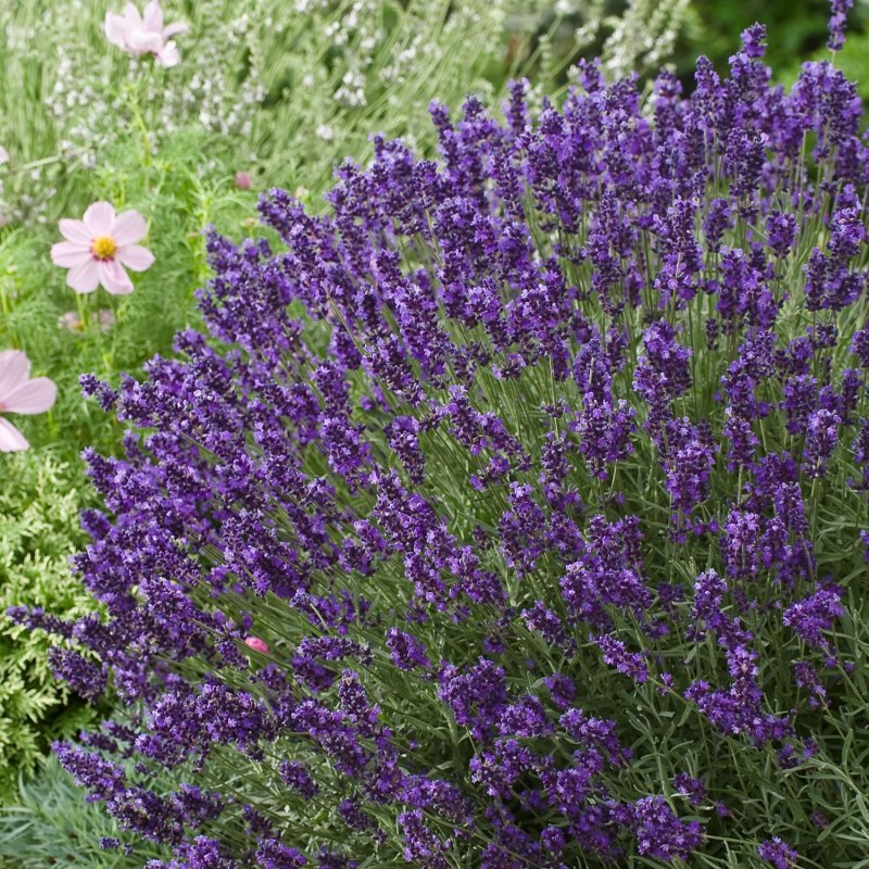 Лаванда Hidcote