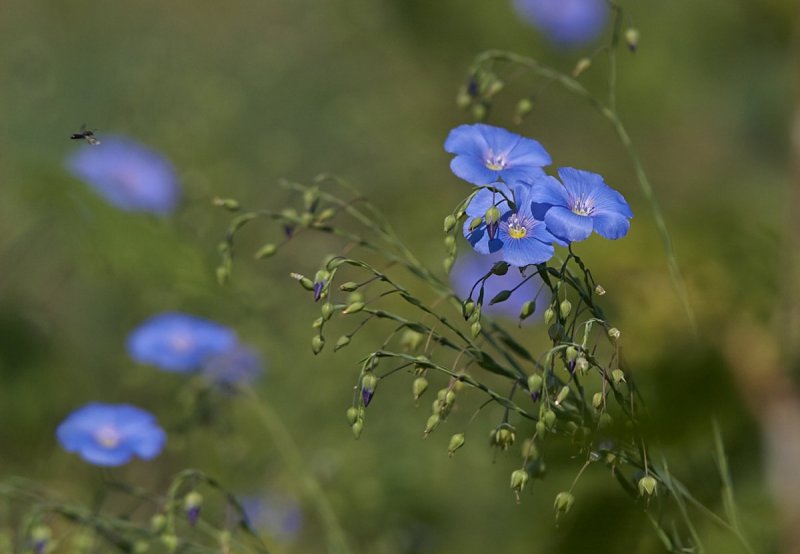 Лён обыкновенный (Linum usitatissimum l.)