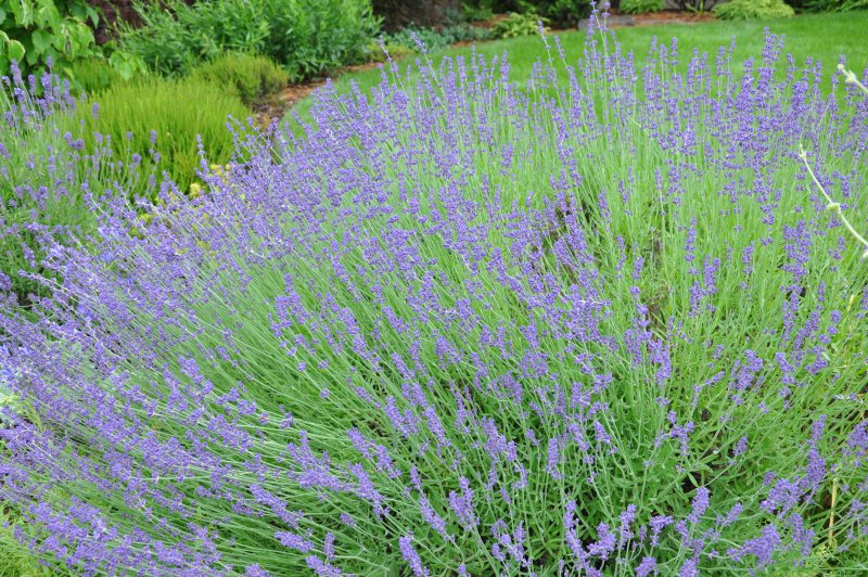 Lavandula angustifolia Hidcote