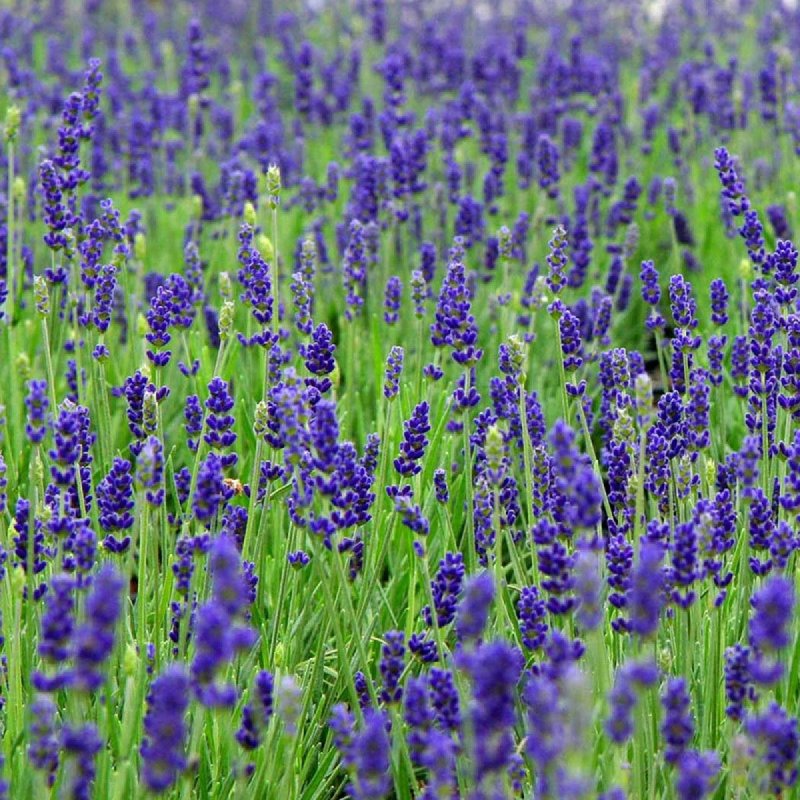 Лаванда Hidcote Blue