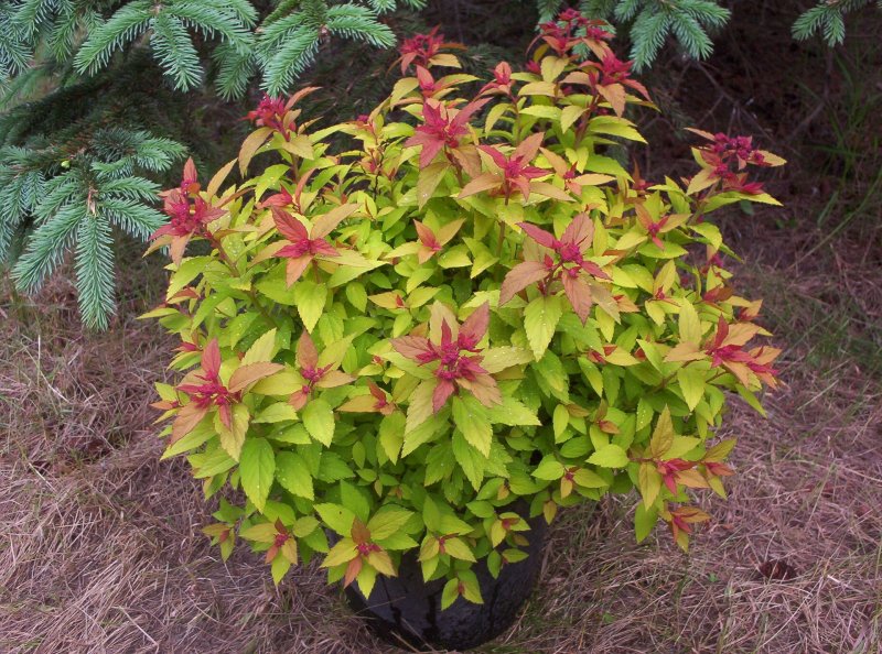 Спирея японская "Голдфлейм" Spiraea japonica "Goldflame"