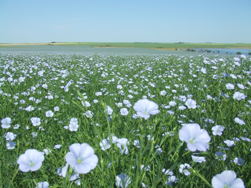 Linum usitatissimum - лен обыкновенный