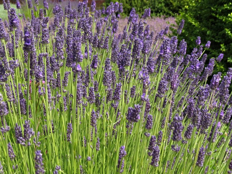 Лаванда Hidcote Blue