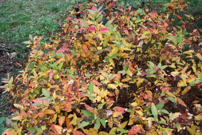 Спирея японская macrophylla