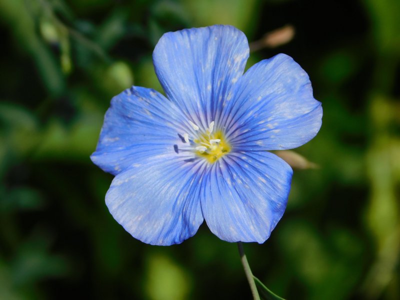 Лен многолетний Linum perenne