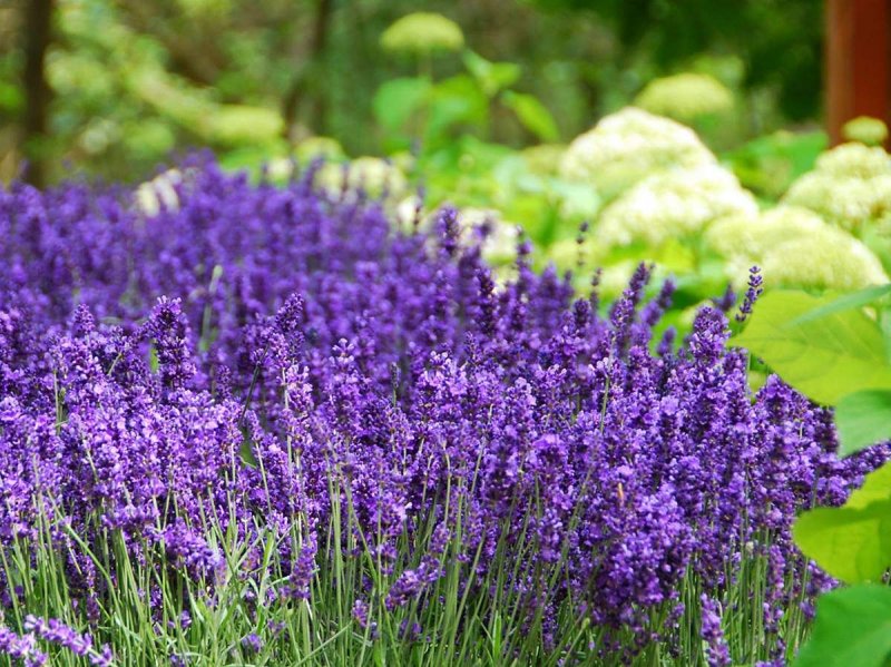 Ang. Hidcote Лаванда