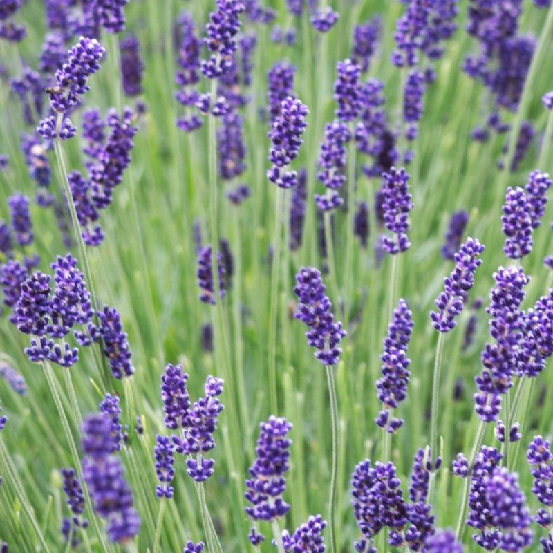 Lavandula angustifolia Hidcote
