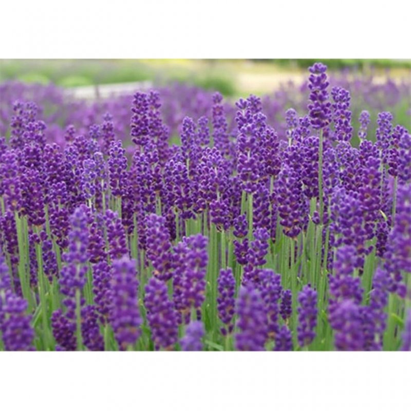 Лаванда Hidcote Blue Lavandula