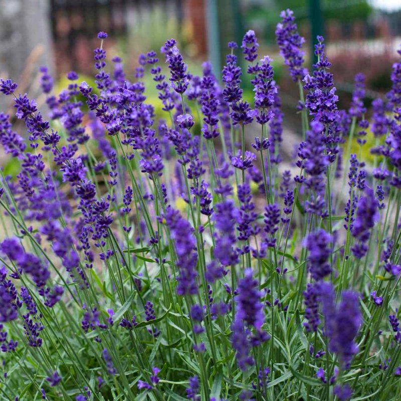 Лаванда Hidcote Blue