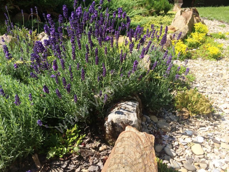 Лаванда Lavandula ang. Hidcote