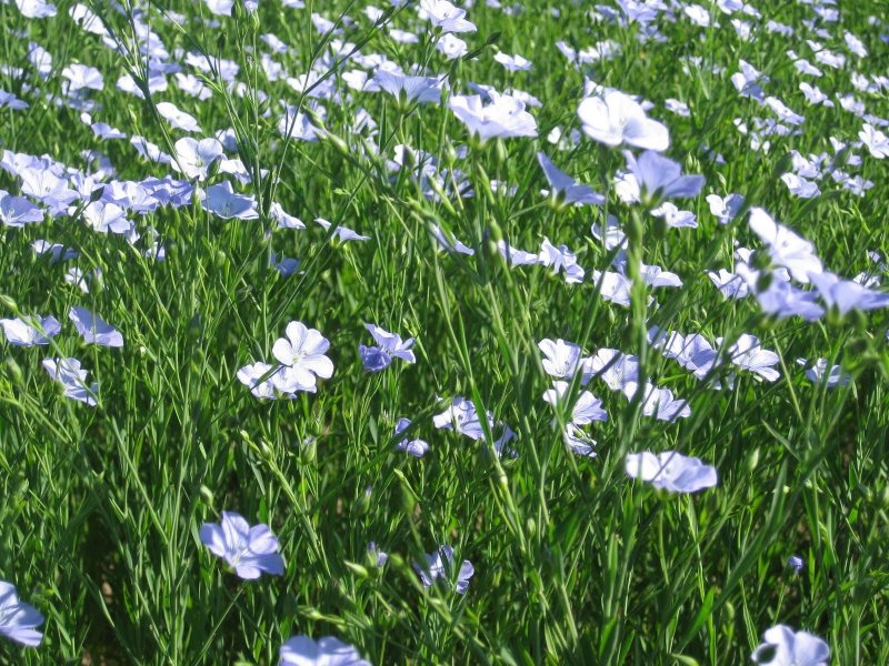 Linum usitatissimum - лен обыкновенный