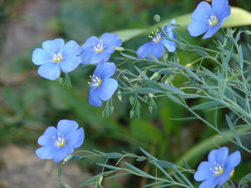 Лён обыкновенный (Linum usitatissimum l.)