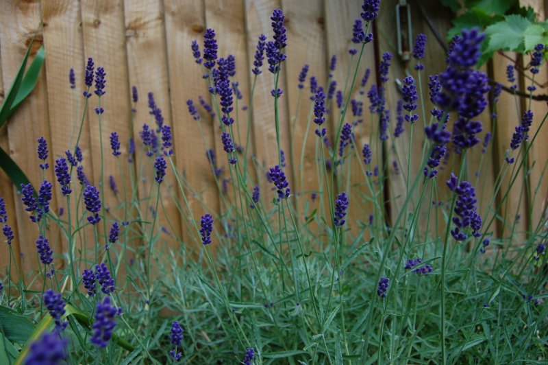 Лаванда Hidcote Blue Lavandula