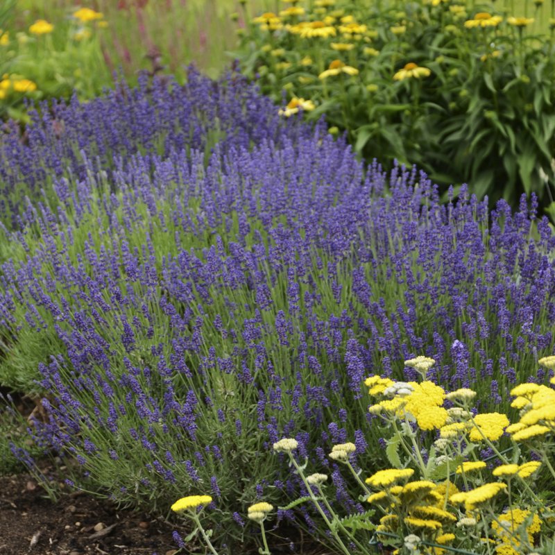 Lavandula angustifolia Ellagance Purple