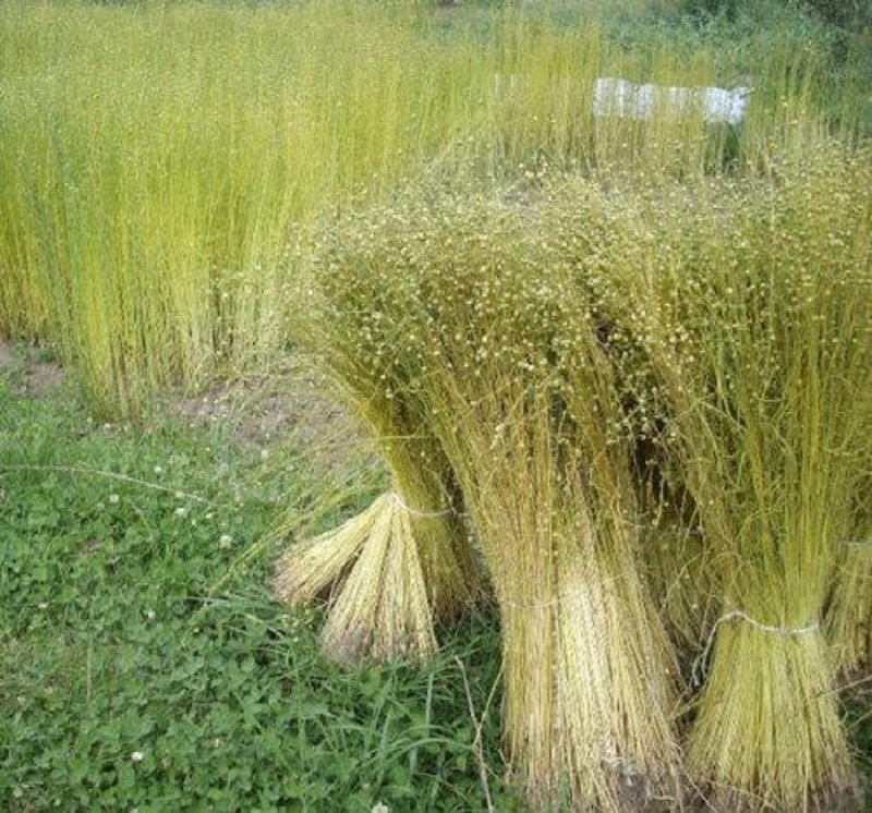 Белый лен цветы