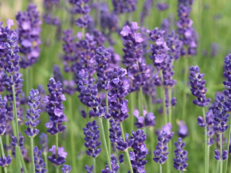Лаванда узколистная (Lavandula angustifolia)