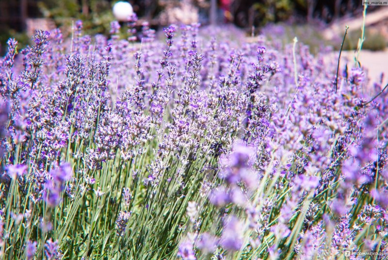 Лаванда "Phenomenal" (Lavandula Intermedia)