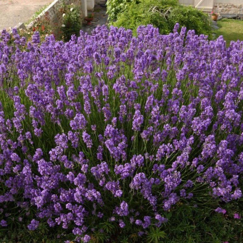 Лаванда узколистная Dwarf Blue