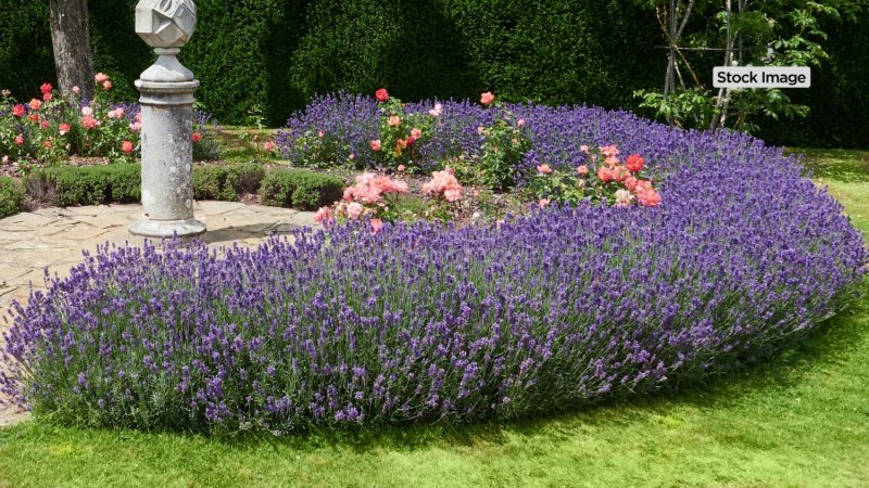 Лаванда Viva Lavandula angustifolia