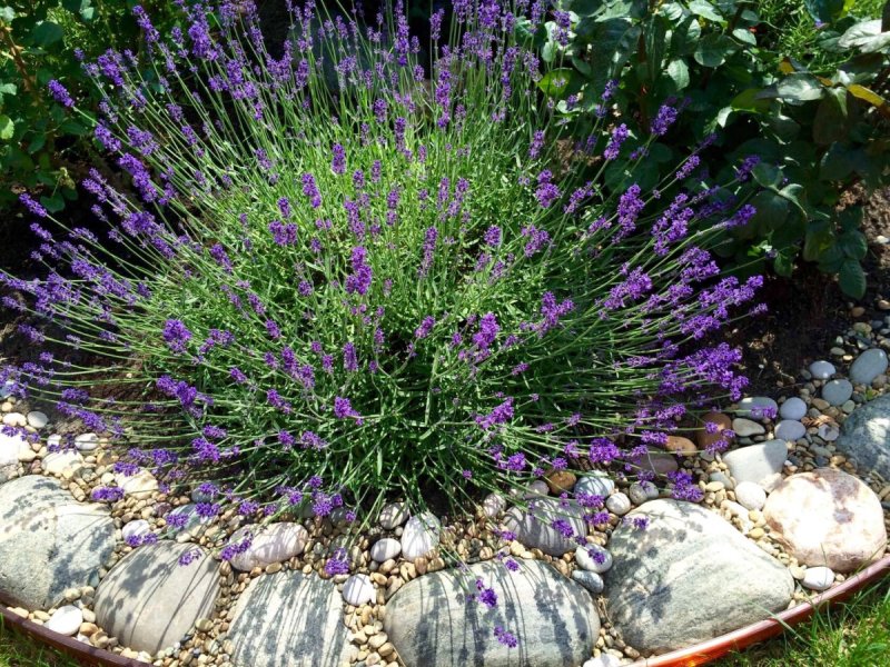 Лаванда Lavandula Vera