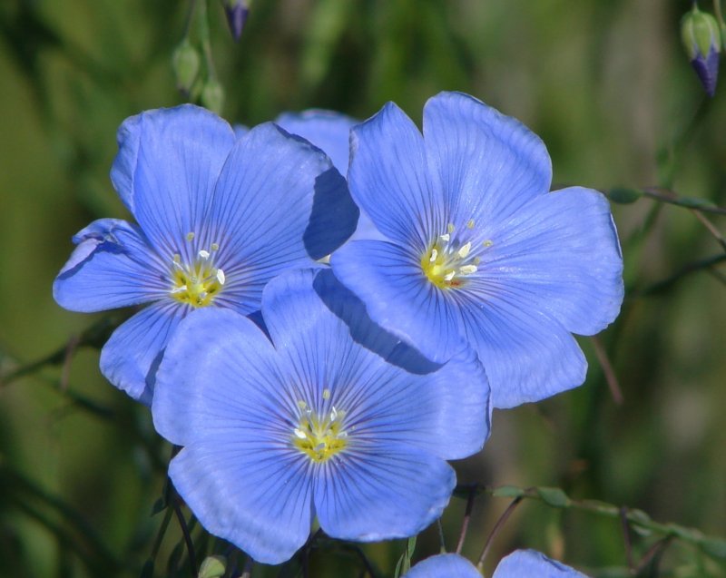 Linum usitatissimum - лен обыкновенный