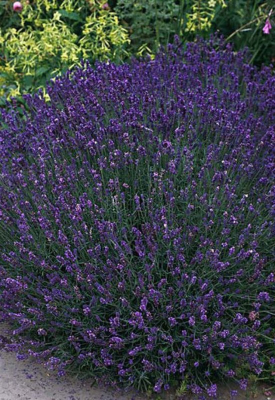 Лаванда узколистная Dwarf Blue