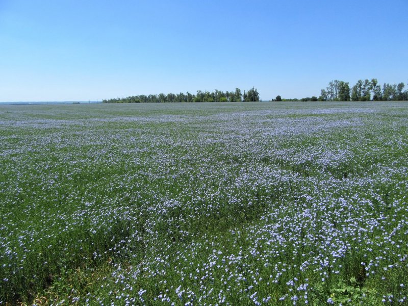 Лен цветет поле