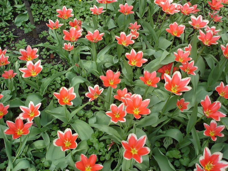Тюльпан Грейга (Tulipa greigii Regel)