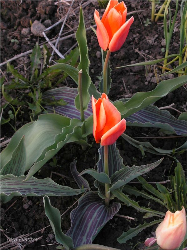 Tulipa greigii
