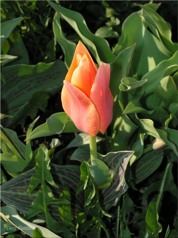 Tulipa greigii jpeg
