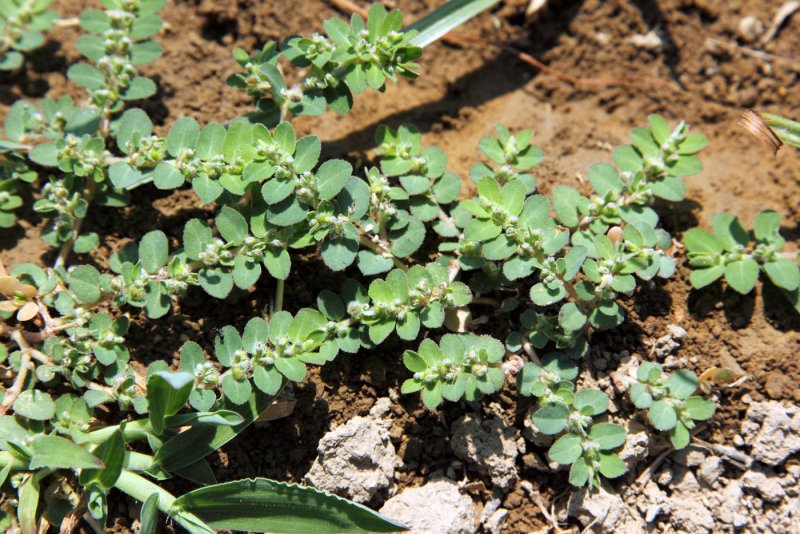 Euphorbia semivillosa