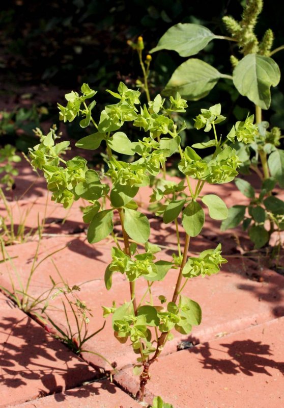 Молочай Жигулёвский (Euphorbia zhiguliensis)
