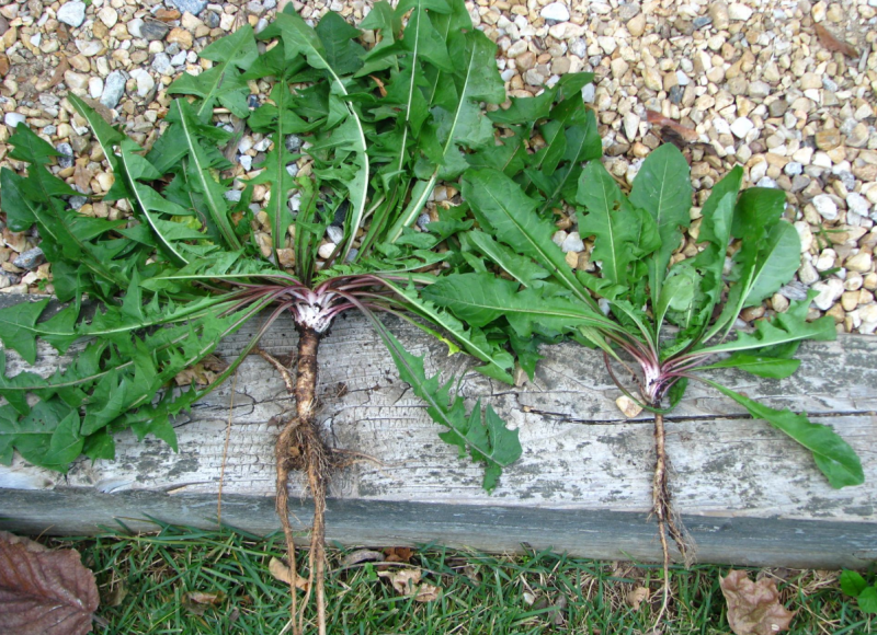 Euphorbia helioscopia молочай солнцегляд