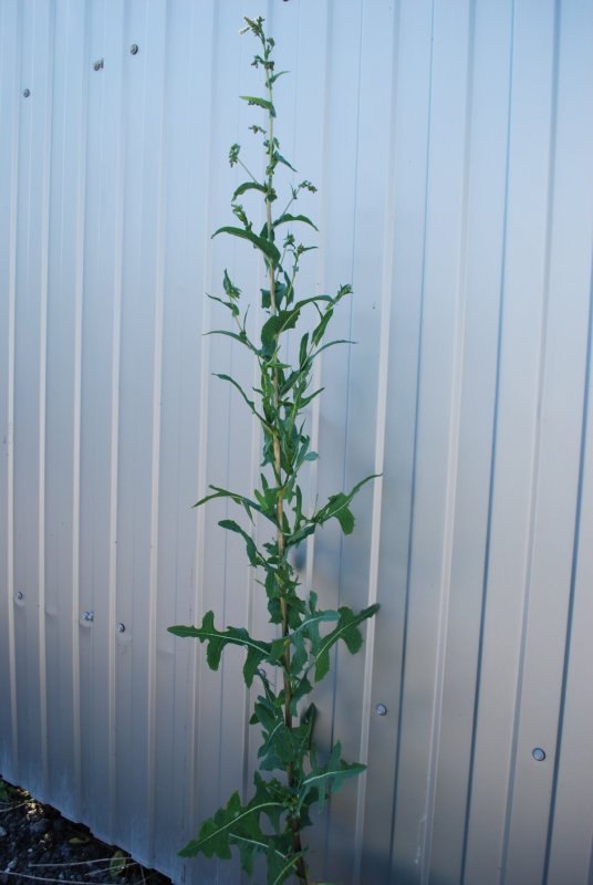 Латук дикий (Lactuca virosa)