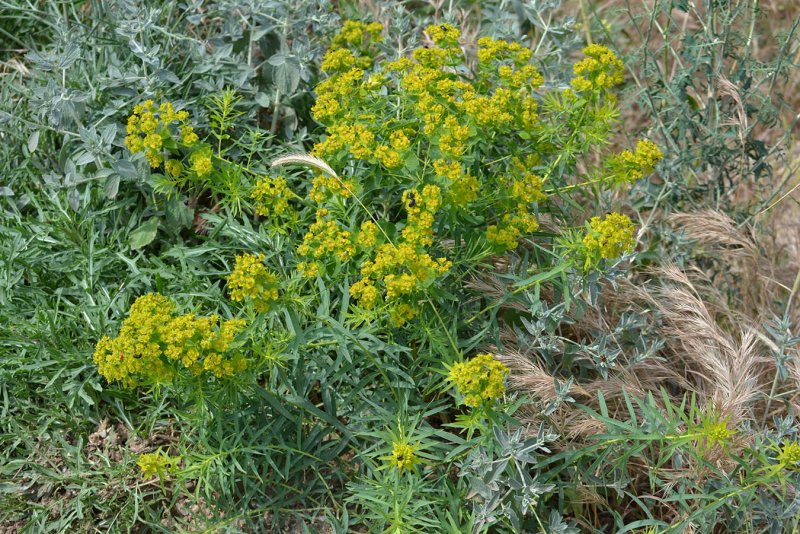 Euphorbia prostrata