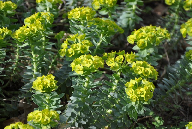 Молочай Жигулёвский (Euphorbia zhiguliensis)