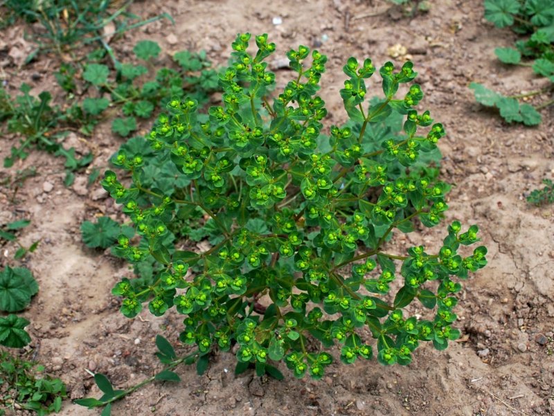 Роза Euphorbia