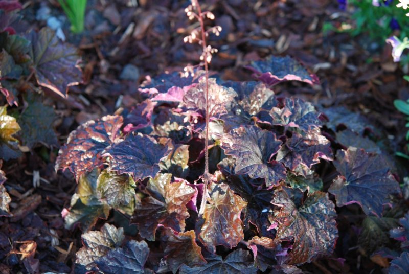 Гейхера Heuchera Palace Purple