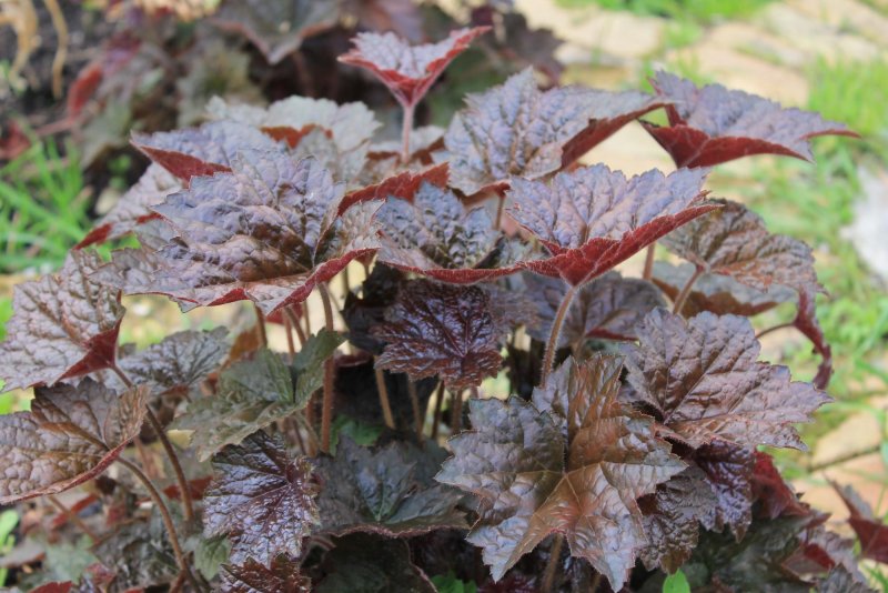 Гейхера (Heuchera) Пэлас Пурпл