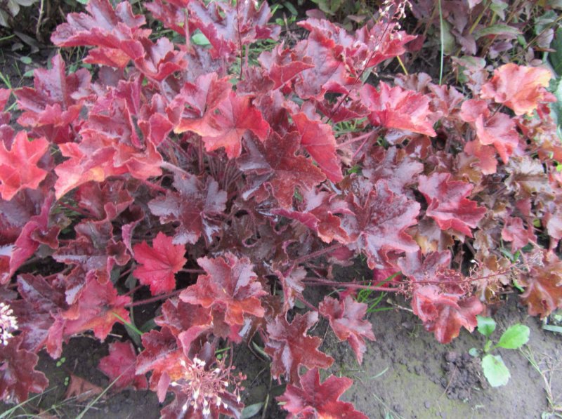 Гейхера micrantha ‘Palace Purple’