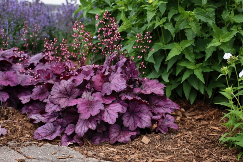 Гейхера Heuchera Magma