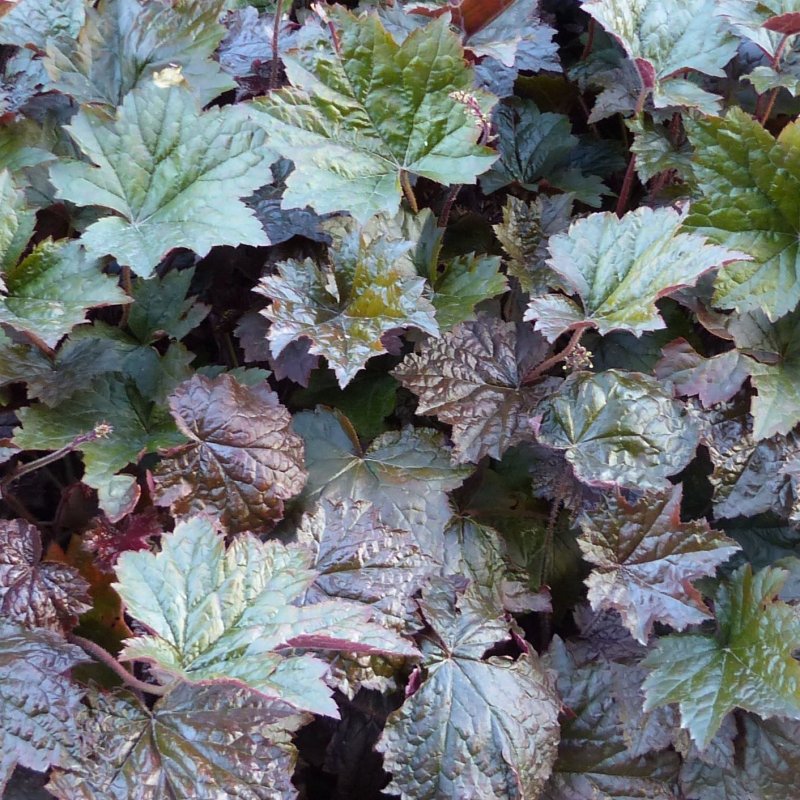 Гейхерелла Heucherella LEAPFROG