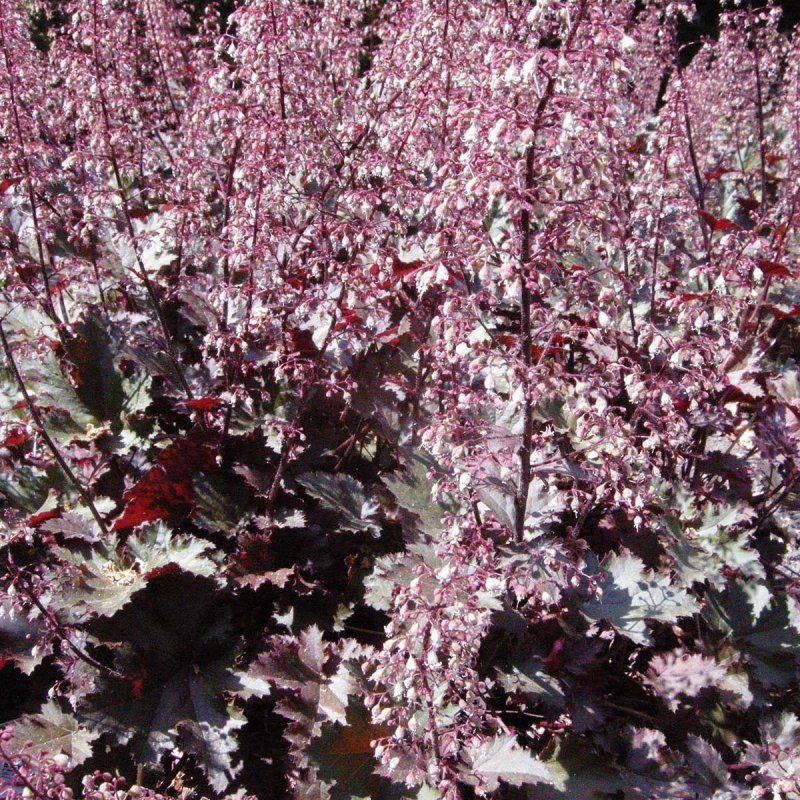 Гейхера (Heuchera) Пэлас Пурпл