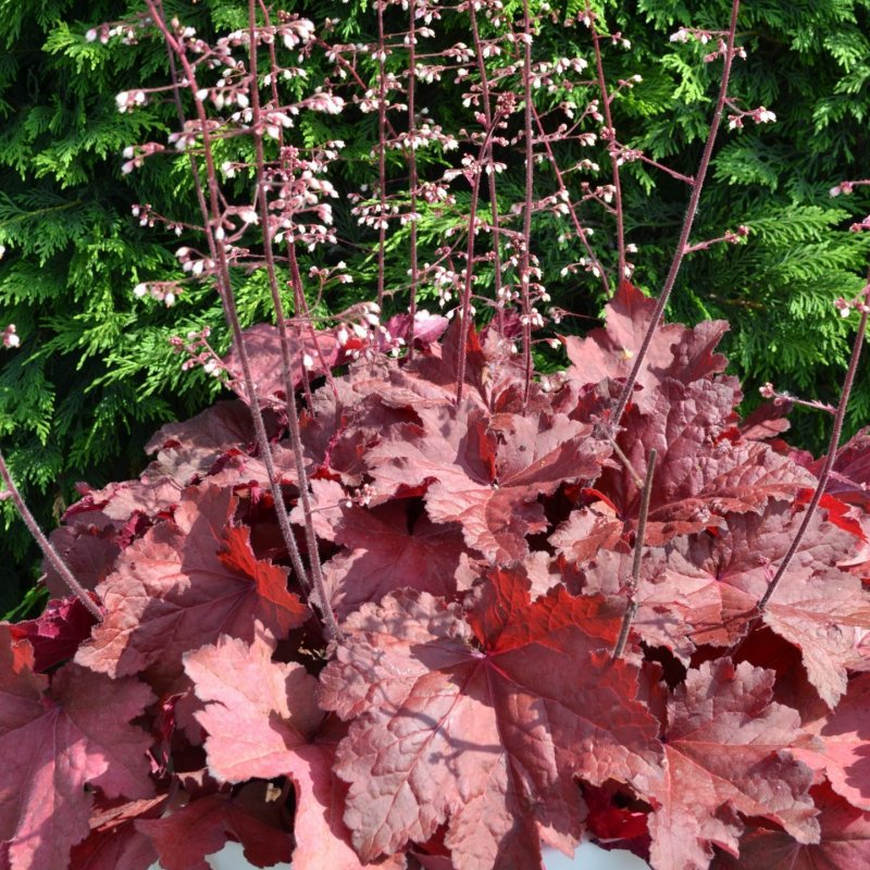 Гейхера micrantha ‘Palace Purple’