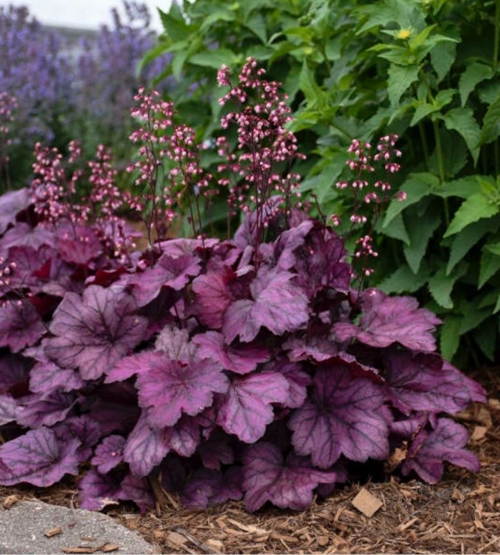 Гейхера Heuchera Forever Purple
