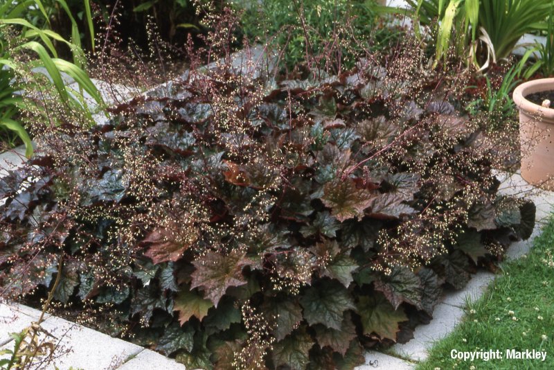 Heuchera ‘sparkling Burgundy’