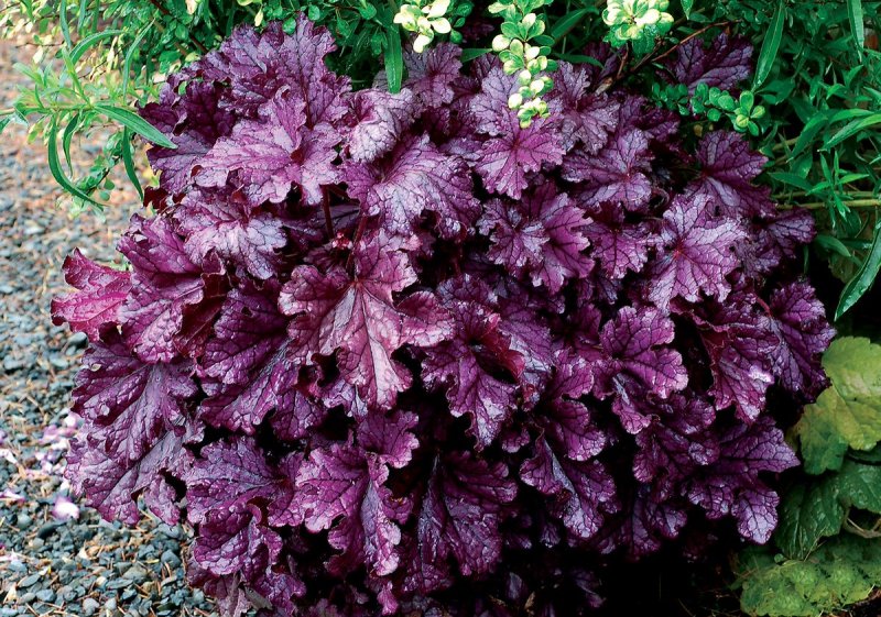 Гейхера Heuchera villosa
